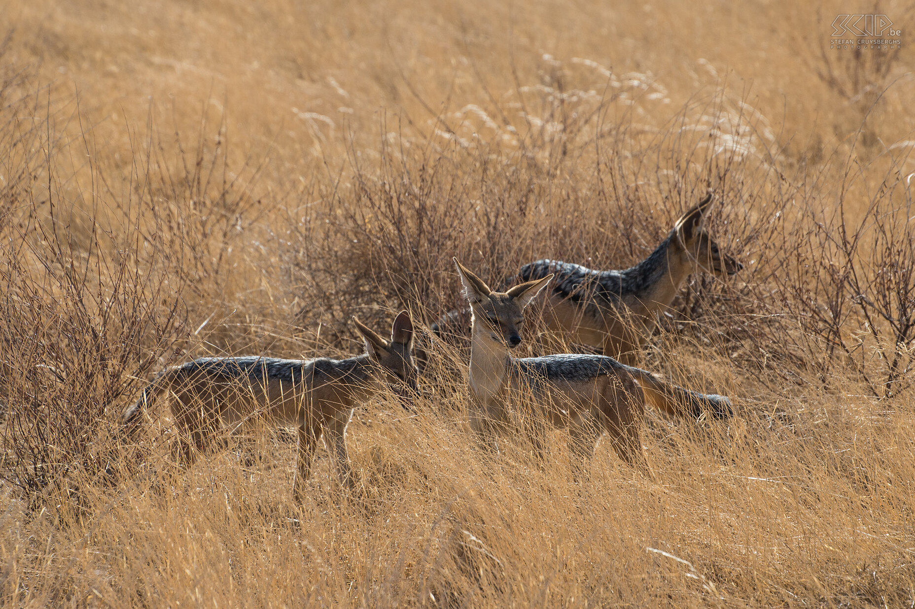 Samburu - Familie zadeljakhalzen We kwamen ook een koppel zadeljakhalzen (Black-backed jackal, Canis mesomelas) met een oudere pup tegen. Jakhalzen zijn alleseters en ze voeden zich met een verscheidenheid aan prooien zoals gazellen, hazen, knaagdieren, vogels, hagedissen, slangen, insecten, maar ook fruit en bessen. We konden hen even volgen en uiteindelijk staken ze het wegje over vlak voor onze jeep. Stefan Cruysberghs